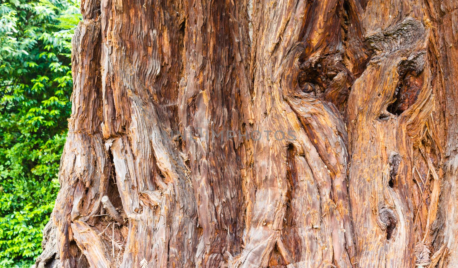 close-up of the stem of a sequoia