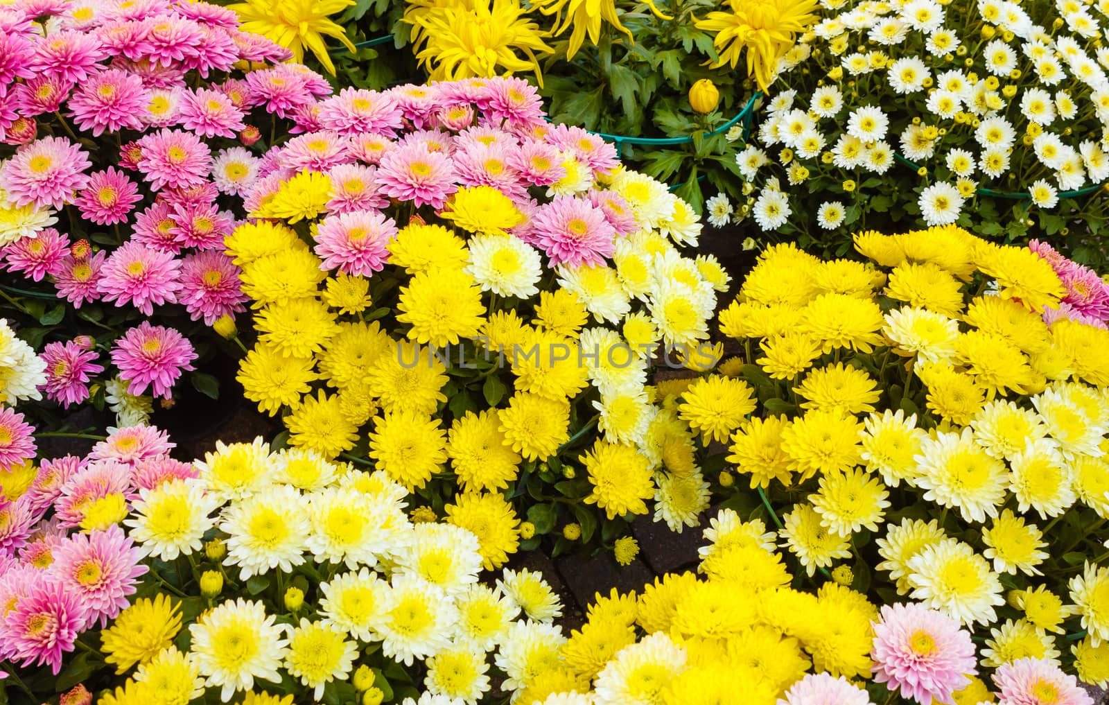 a set of white, yellow and purple chrysanthemums by grancanaria