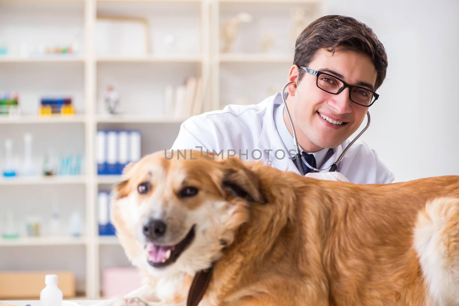 Doctor examining golden retriever dog in vet clinic by Elnur