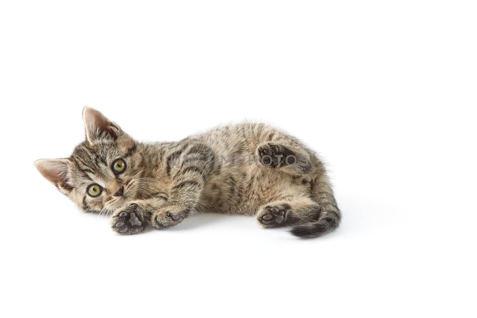 Small tabby (European Shorthair) kitten isolated on white background.