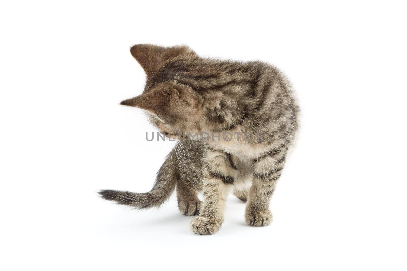 Small tabby (European Shorthair) kitten isolated on white background.