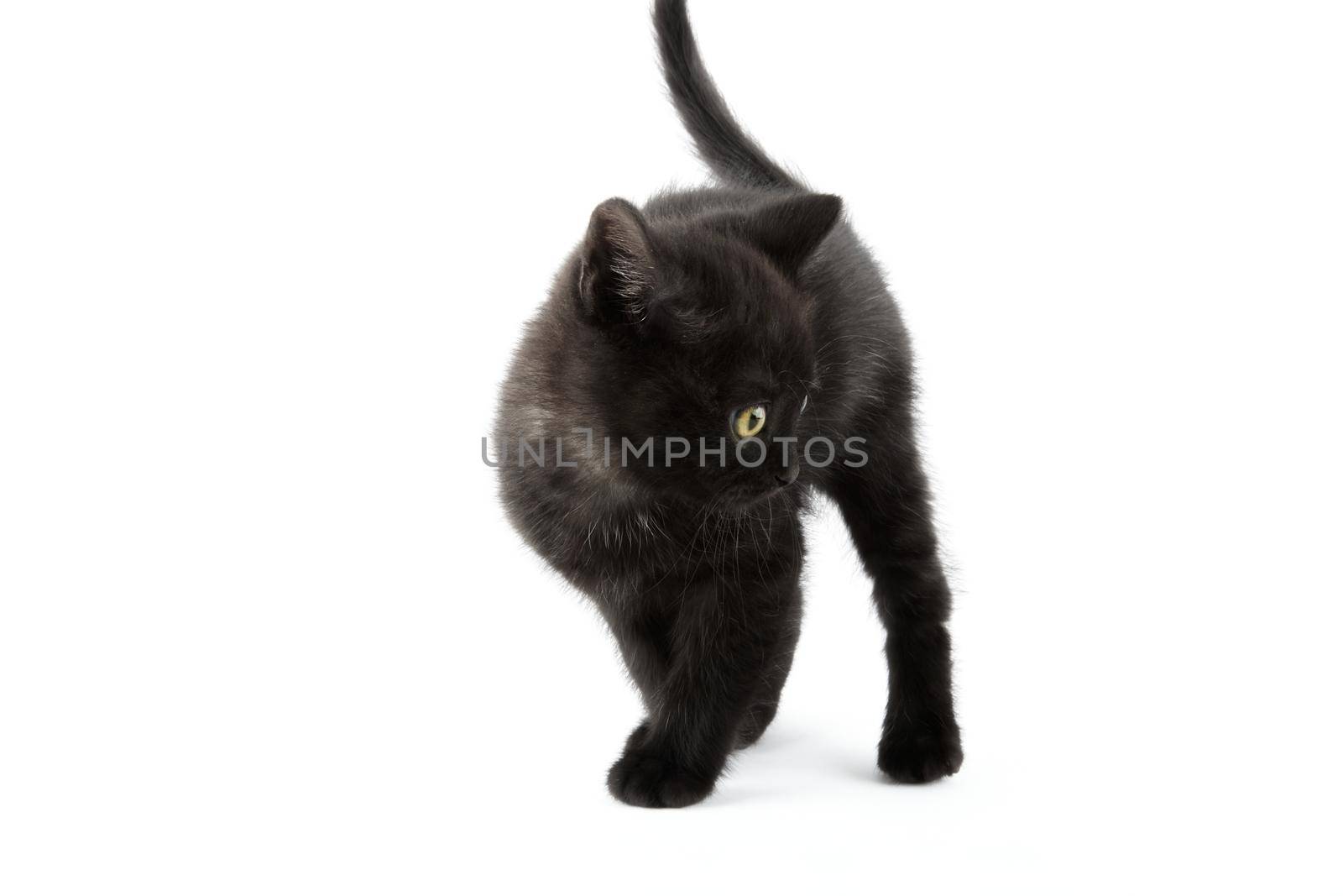 Small black British Shorthair kitten isolated on white background. by Xebeche2