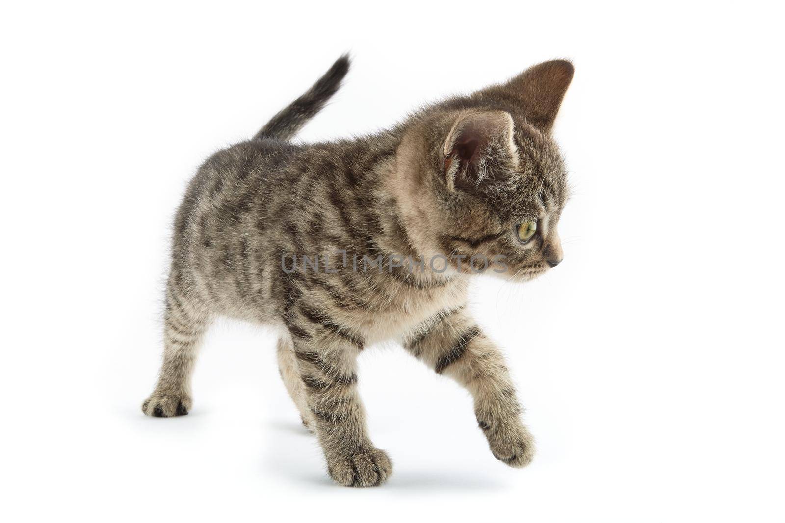 Small tabby (European Shorthair) kitten isolated on white background. by Xebeche2