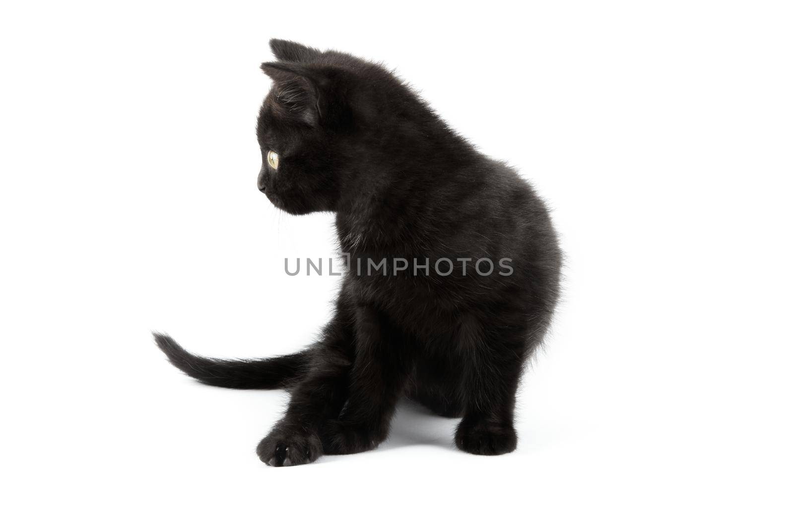 Small black British Shorthair kitten isolated on white background.