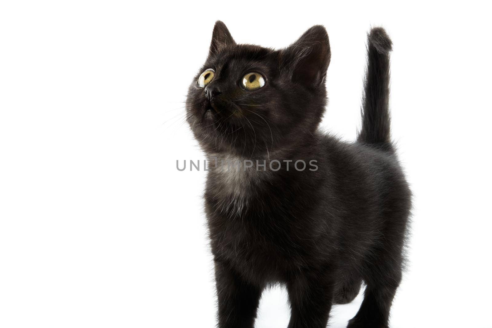 Small black British Shorthair kitten isolated on white background.