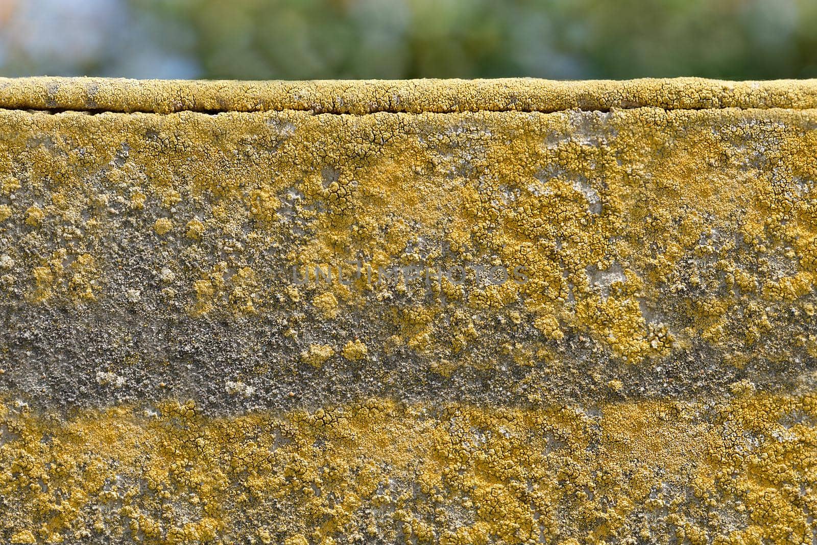 The old rough wall is covered with lichen and yellow moss on the surface.Texture or background