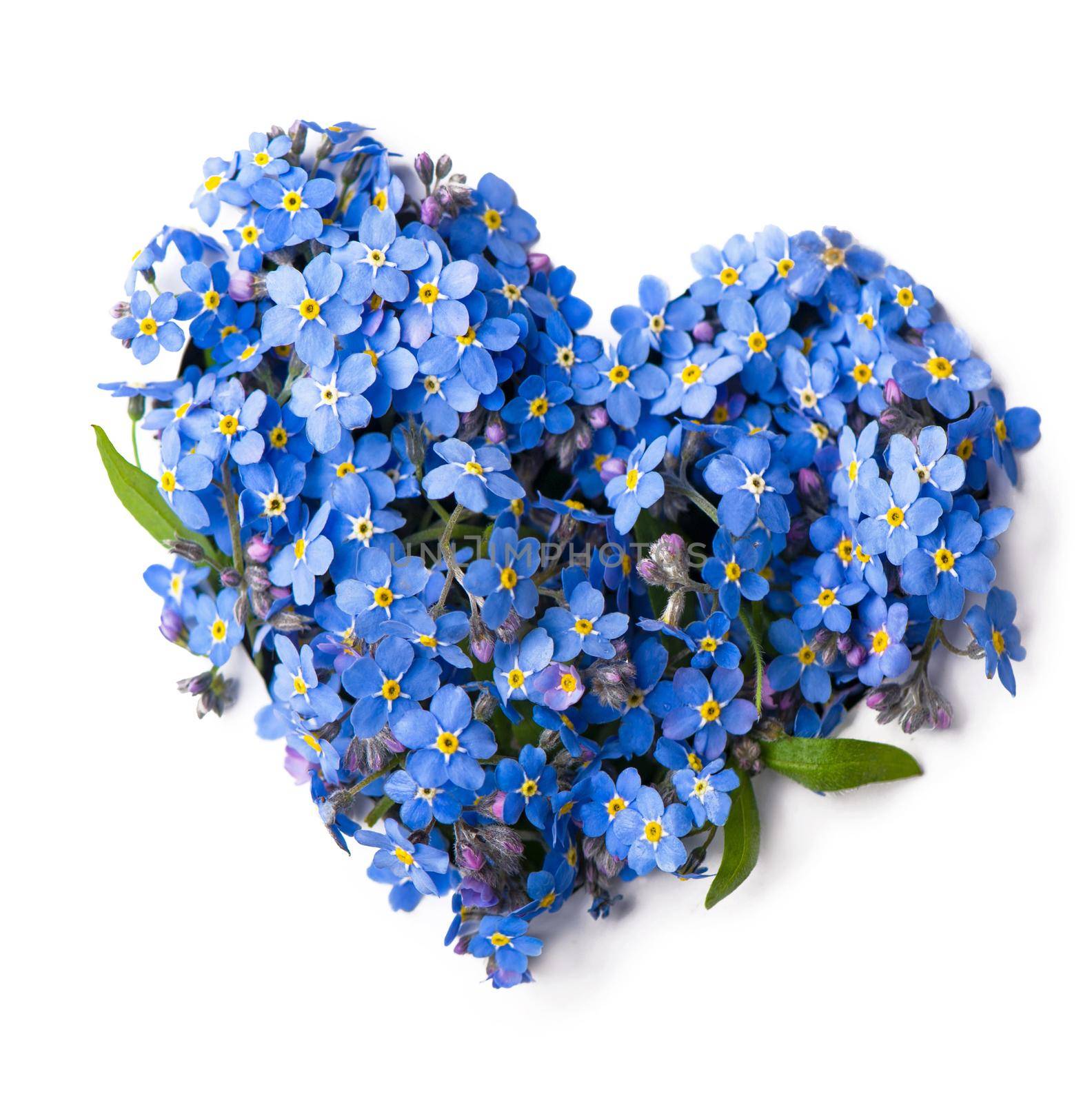 Forget me not, little flowers in heart shape, isolated on white