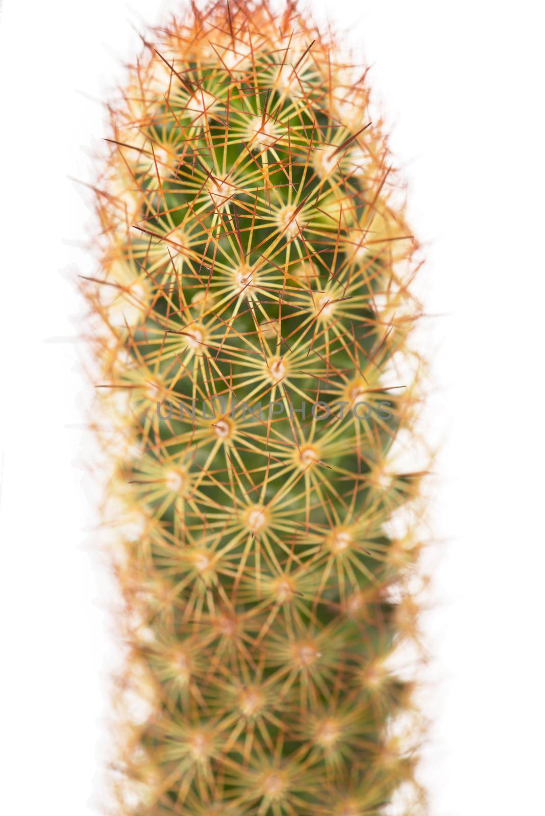 close up of small cactus houseplant in pot on white background