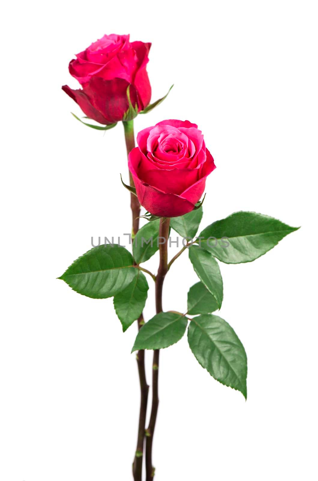 beautiful pink roses on a white background by aprilphoto