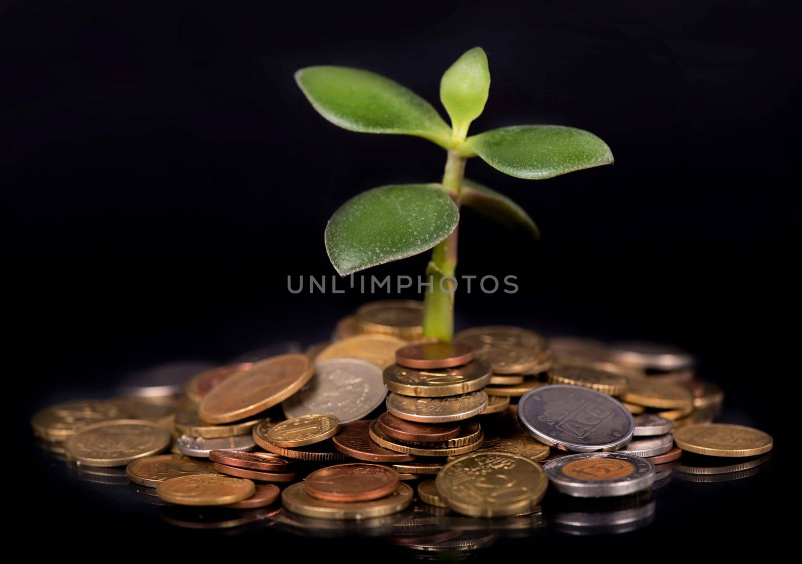 Young sprout from a pile of coins by aprilphoto