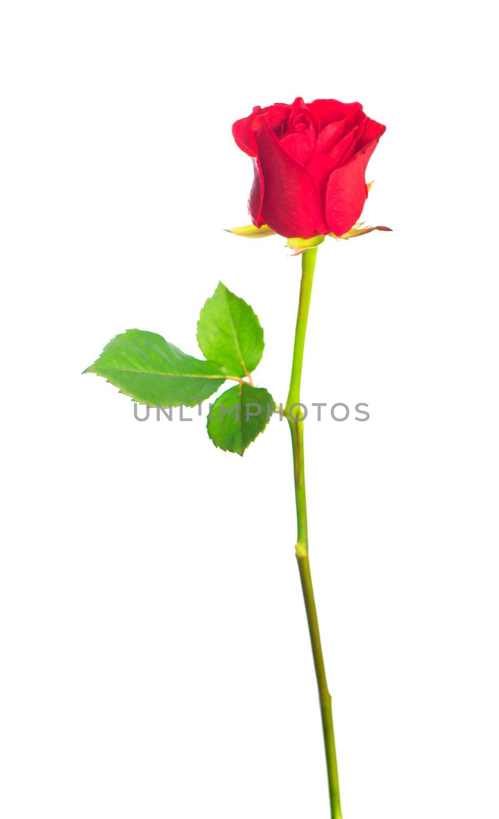 beautiful red rose on a white background by aprilphoto