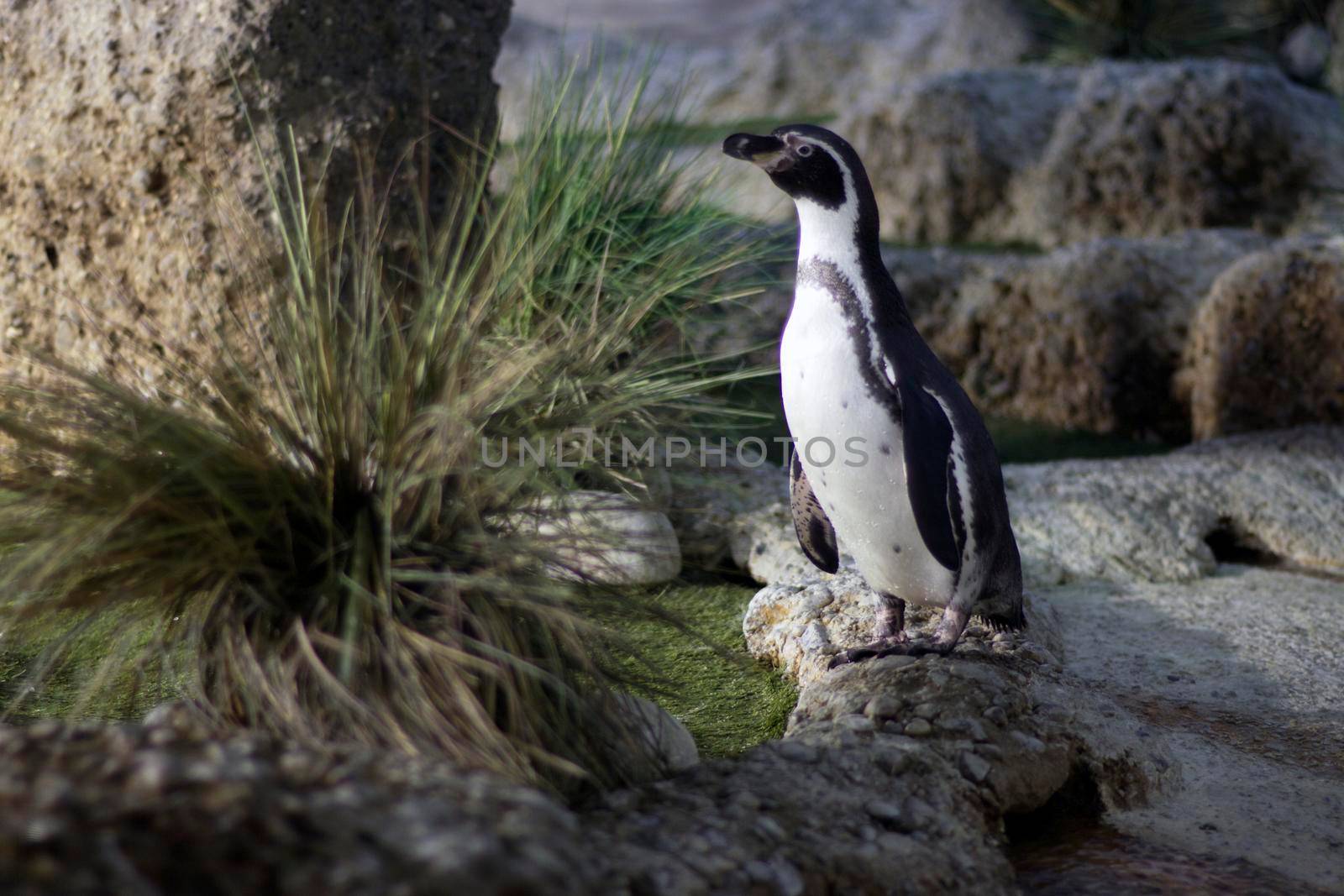 Small penguin standing on a rock