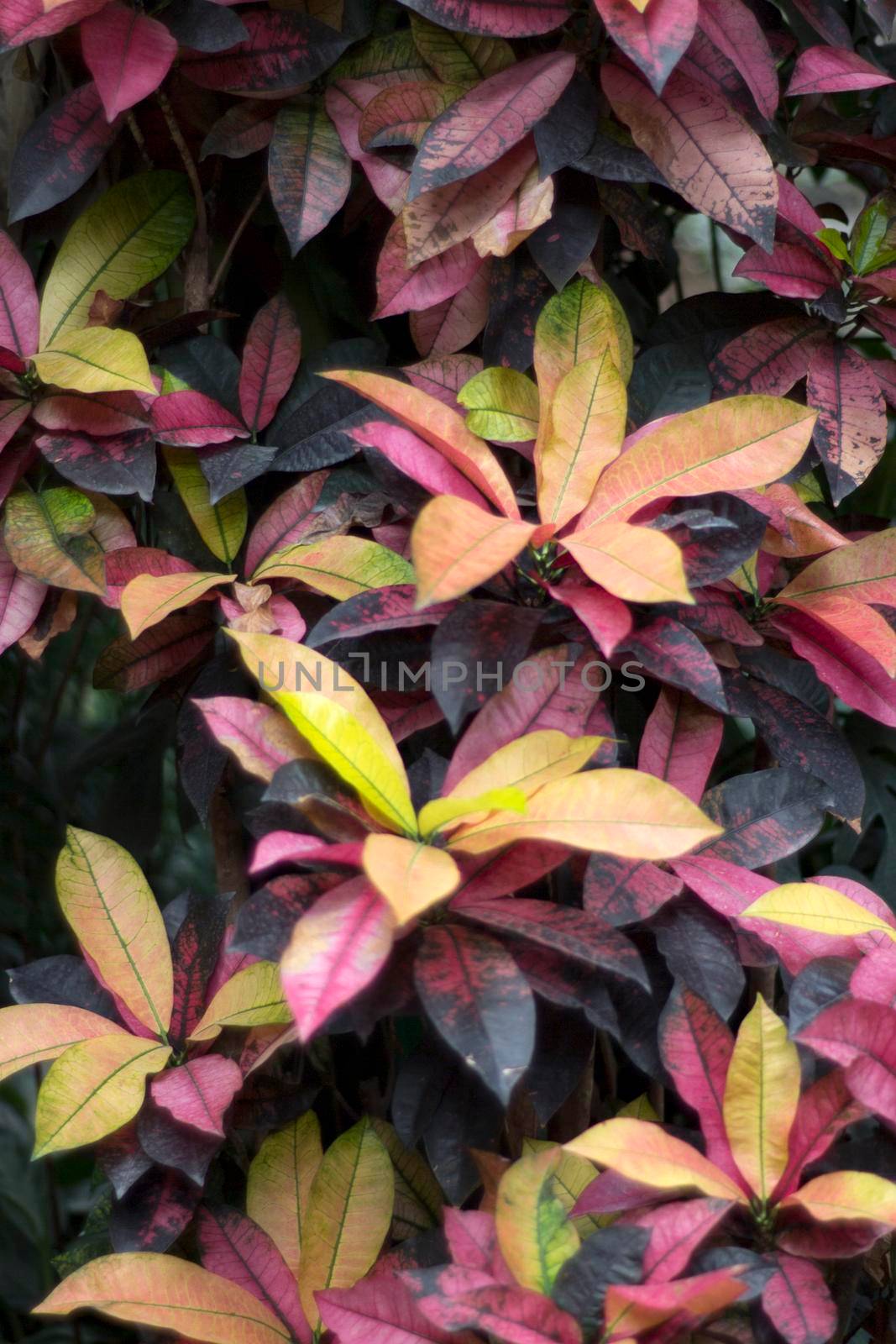 Red and yellow leaves composition, abstract texture