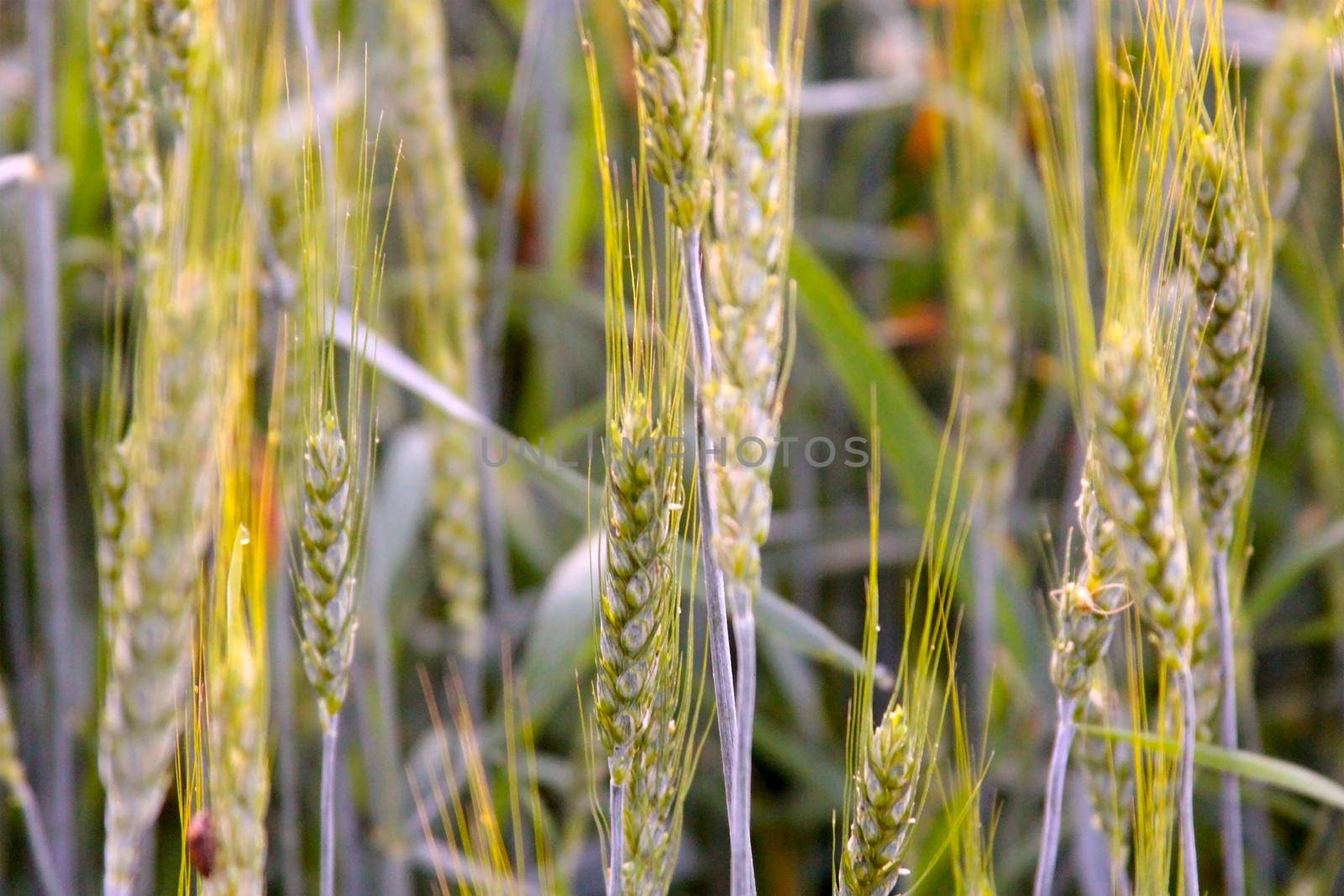 Wheat ears in the field and in the morning sun.