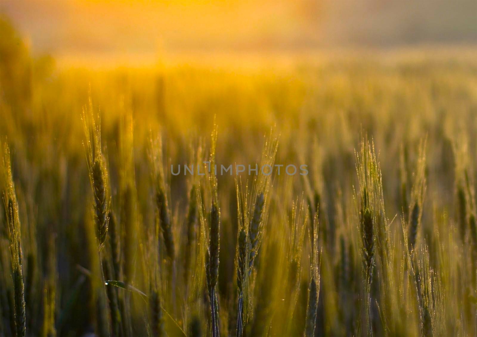 Abstract background with golden wheat ears in the sun