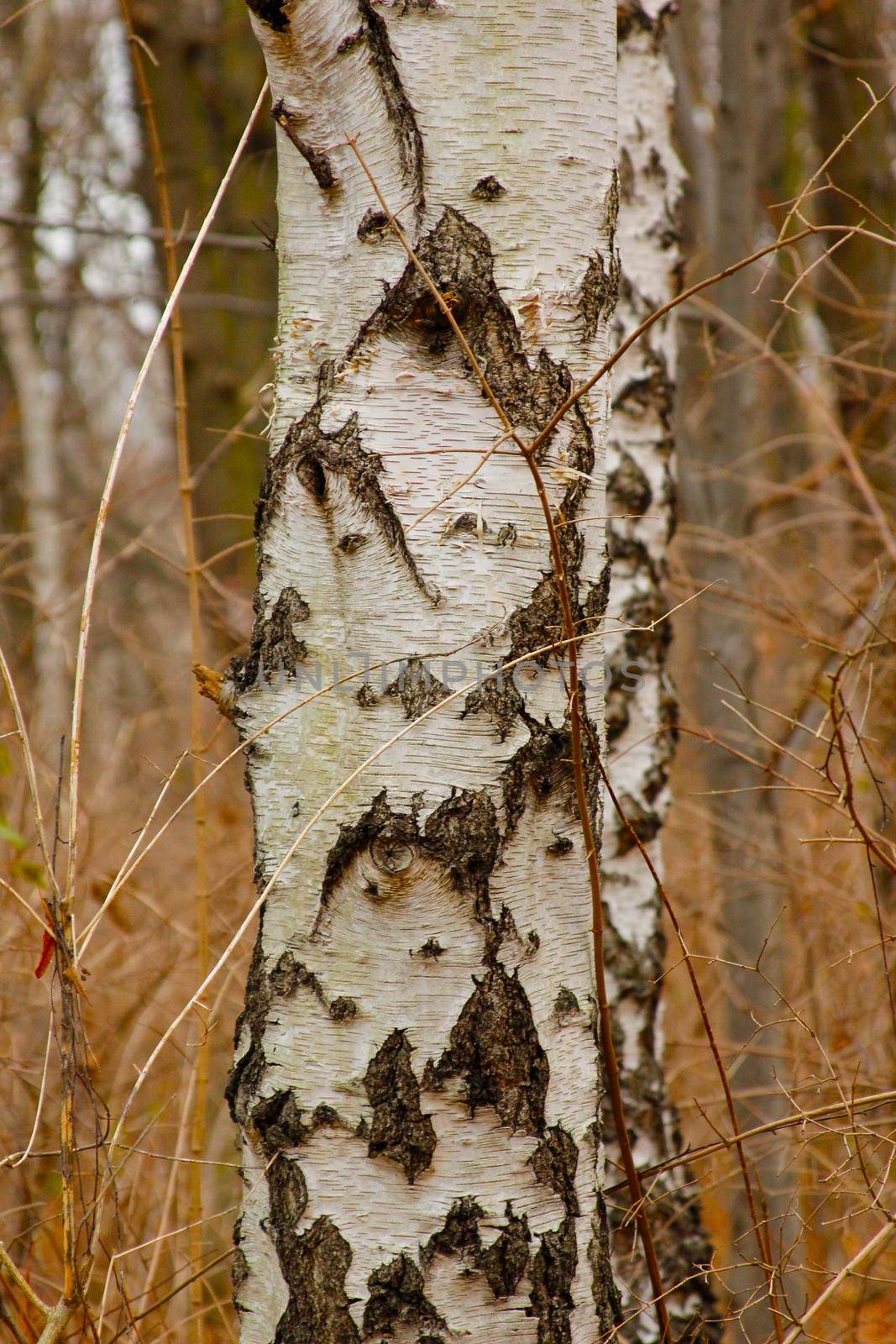 Birch wood tree close up composition