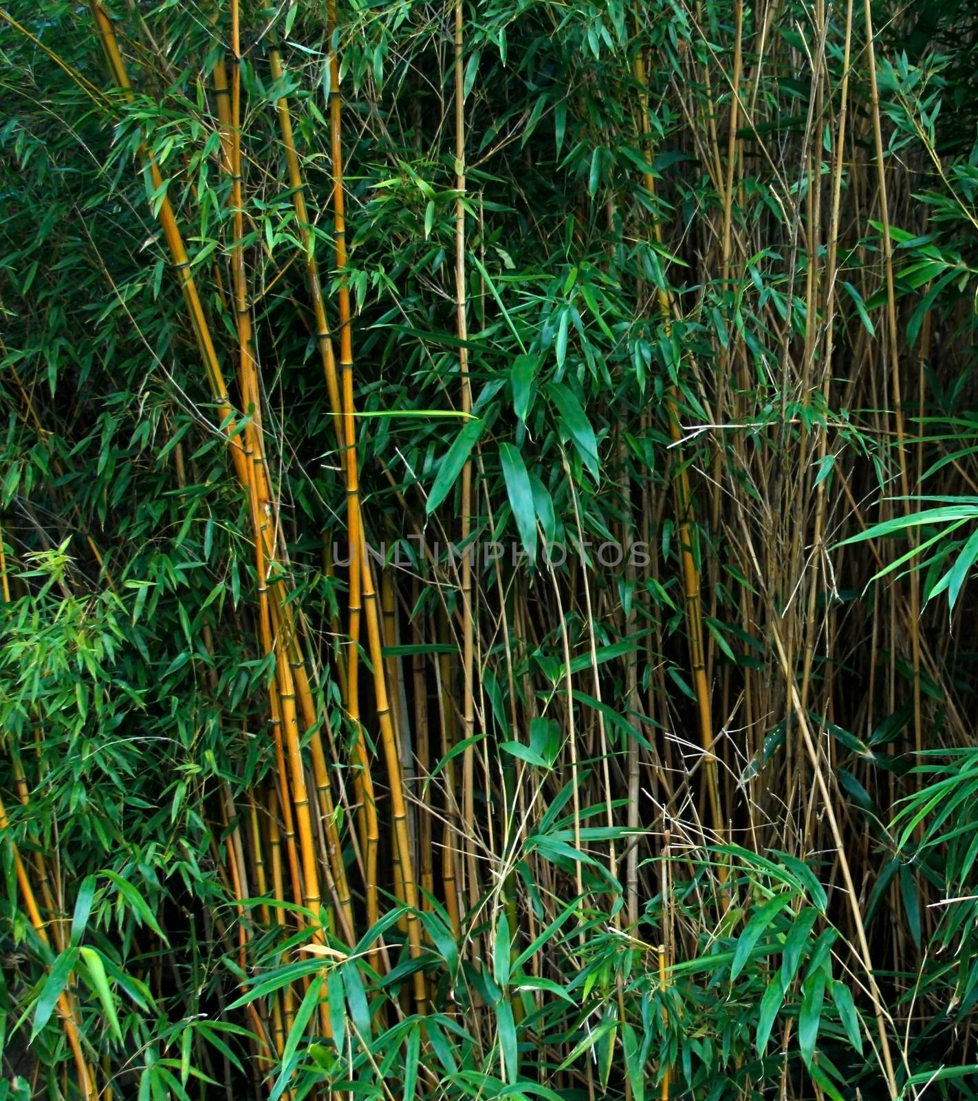 Bamboo stalks by Lirch