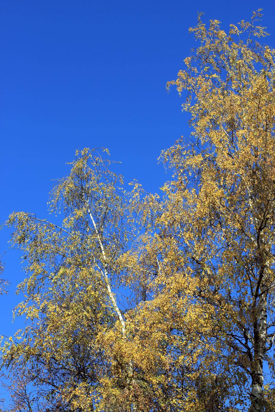 Autumn landscape with yellow leaves on high birches over bright blue sky on sunny autumn day,vertical view