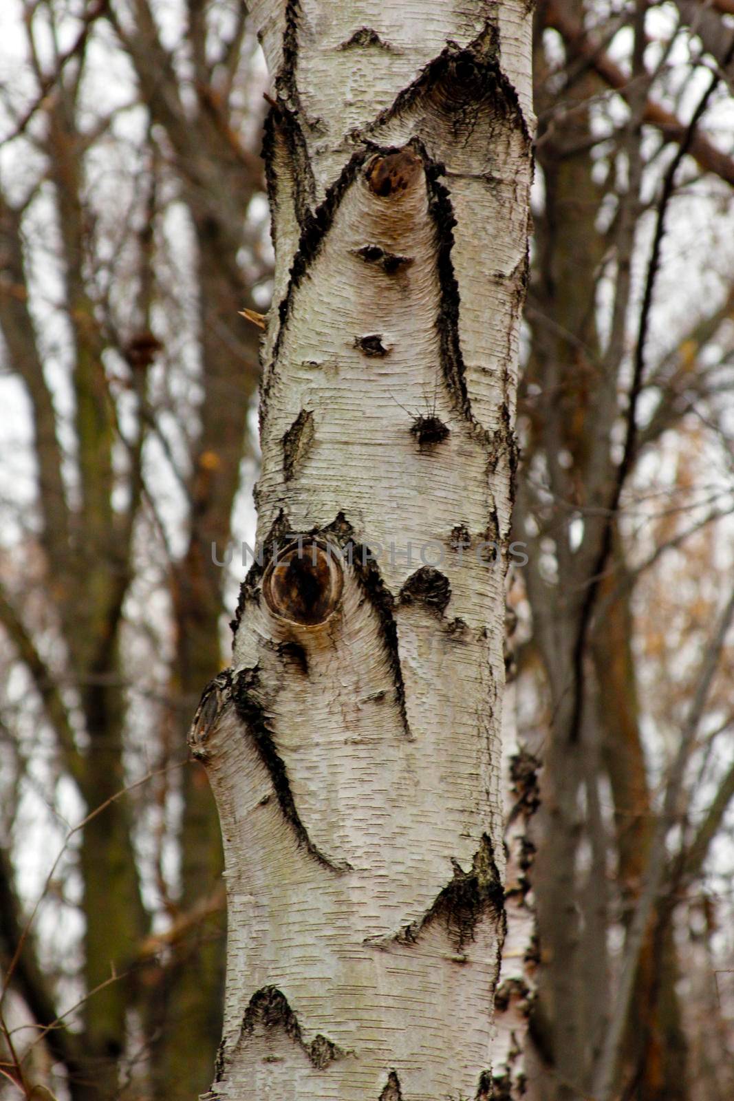 Birch wood tree close up composition