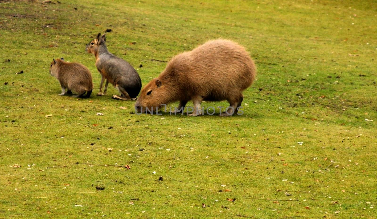 Busy capybara family outdoors, on the green