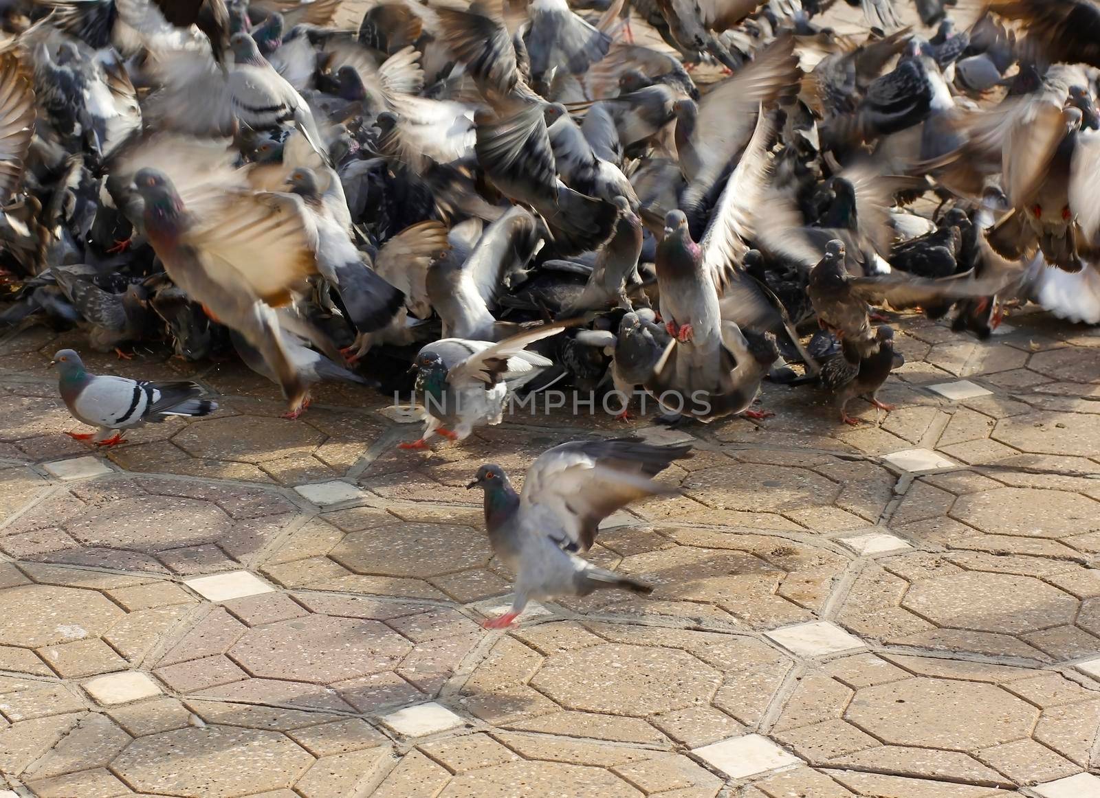 Group of pigeons feeding, fighting and flying in chaos