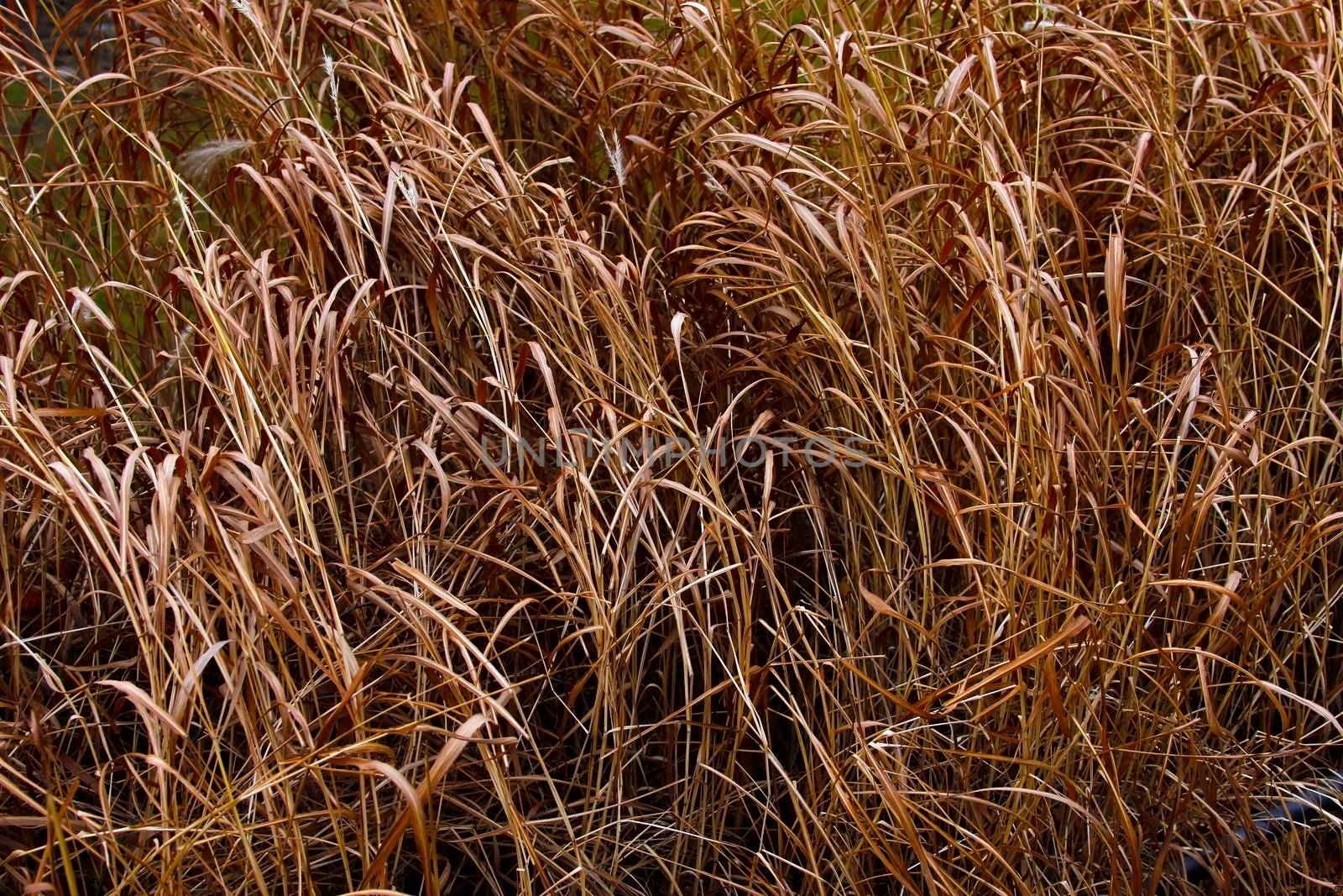 Long dry grass, hay as background, texture for design