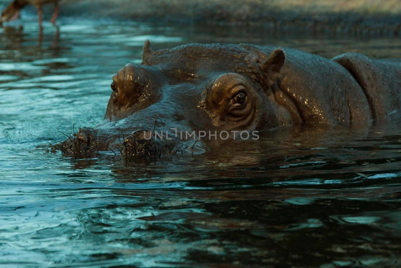 Close-up of a large hippopotamus and his impressive moustache in the water