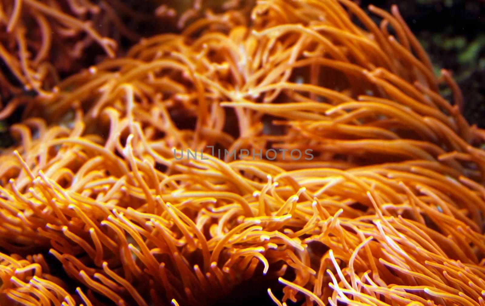 Orange sea anemone tentacles in a tropical aquarium