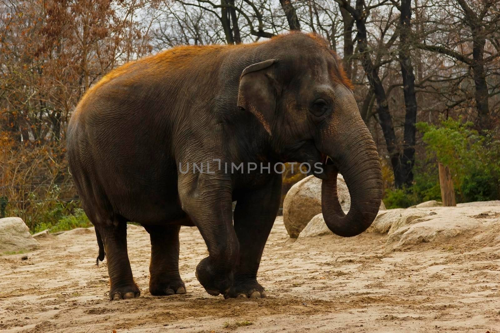 Young asian red hair elephant walking and eating in peace