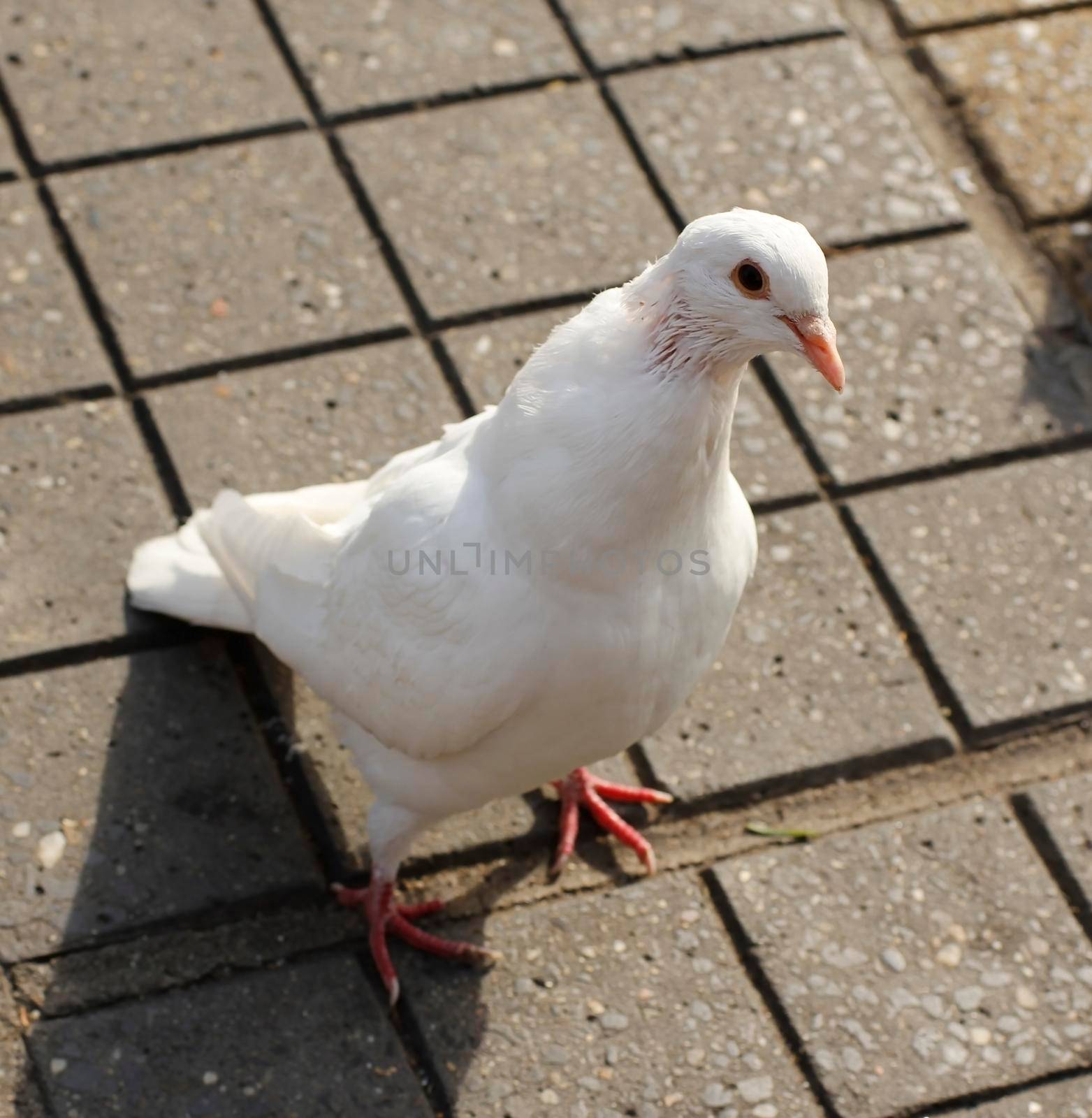 Funny looking white pigeon on the street waiting to be feed