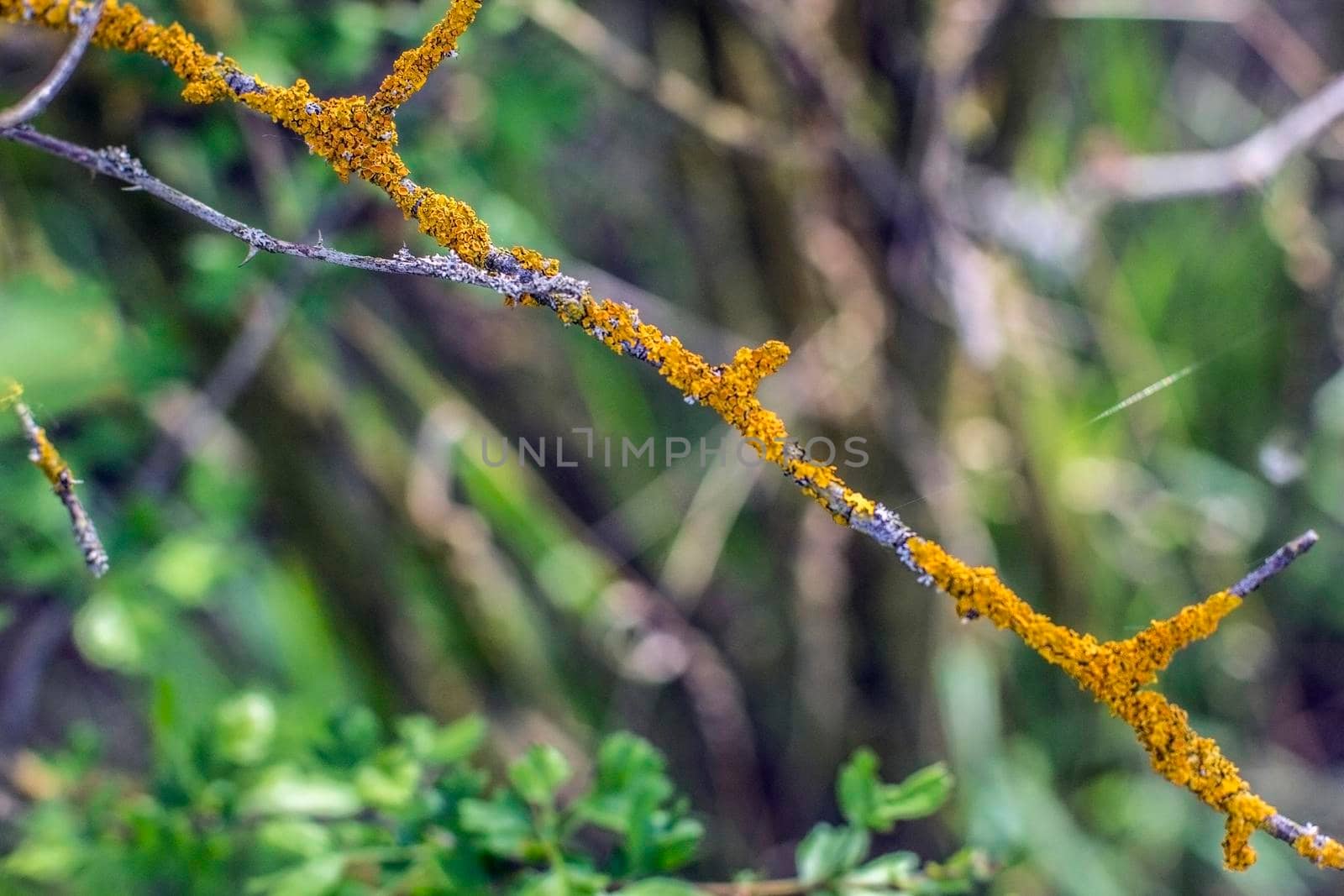 Xanthoria parietina coloured lichen covering a rose, known as common orange lichen or yellow scale