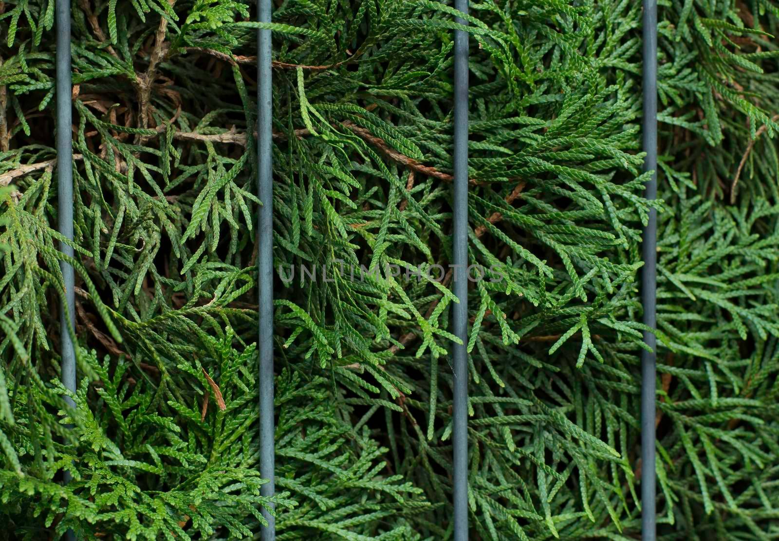 Closeup of beautiful green christmas leaves of Thuja trees between steel bars