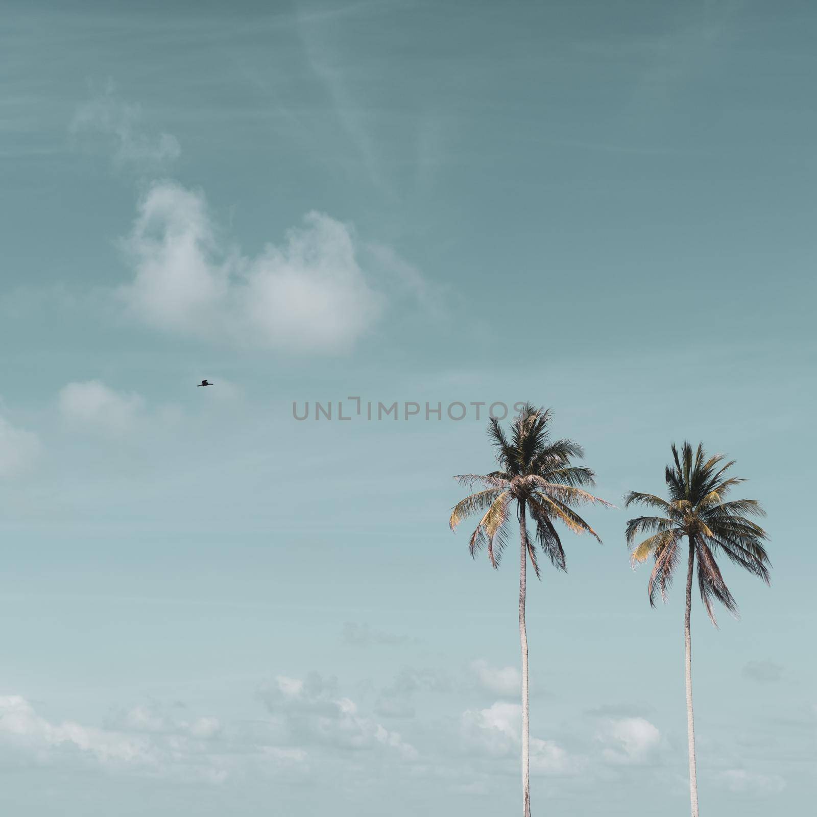 Minimal tropical coconut palm tree in summer with sky background. Copyspace you can put text on. Vintage film color tone style.