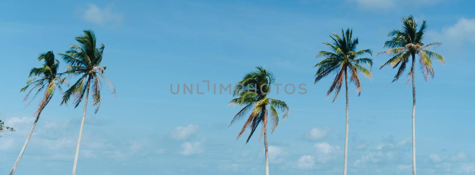 Minimal tropical coconut palm tree in summer with sky background. Copyspace you can put text on.  by Suwant