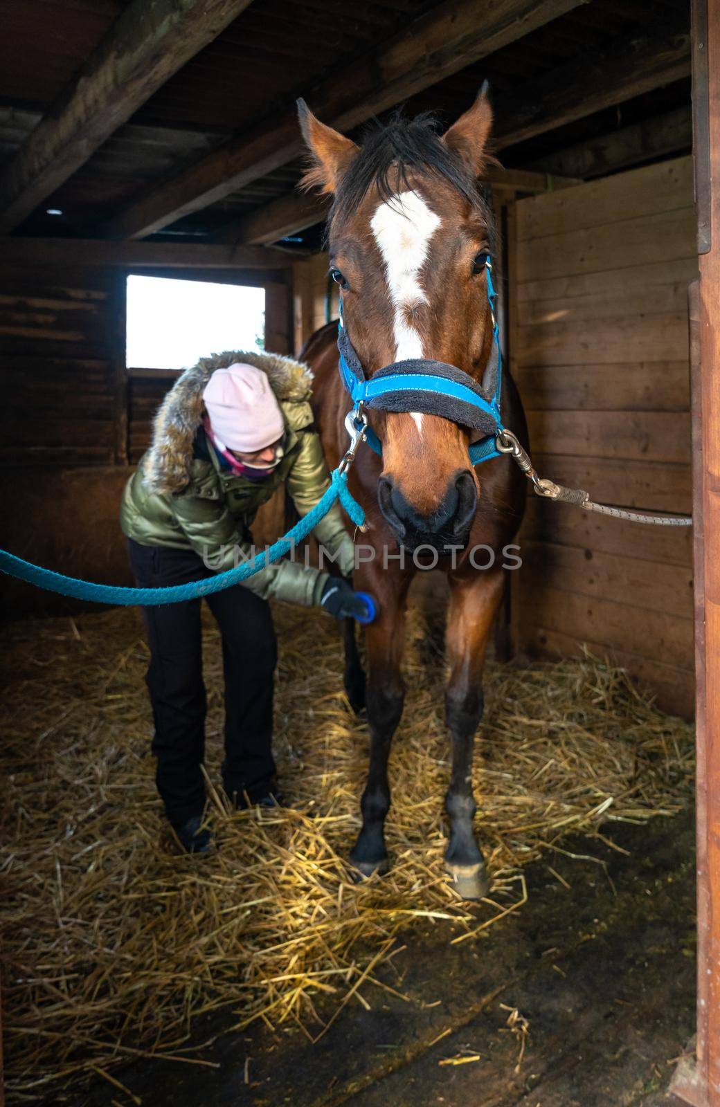 Caring for horses in the stables. combing hair with the help of brushing.