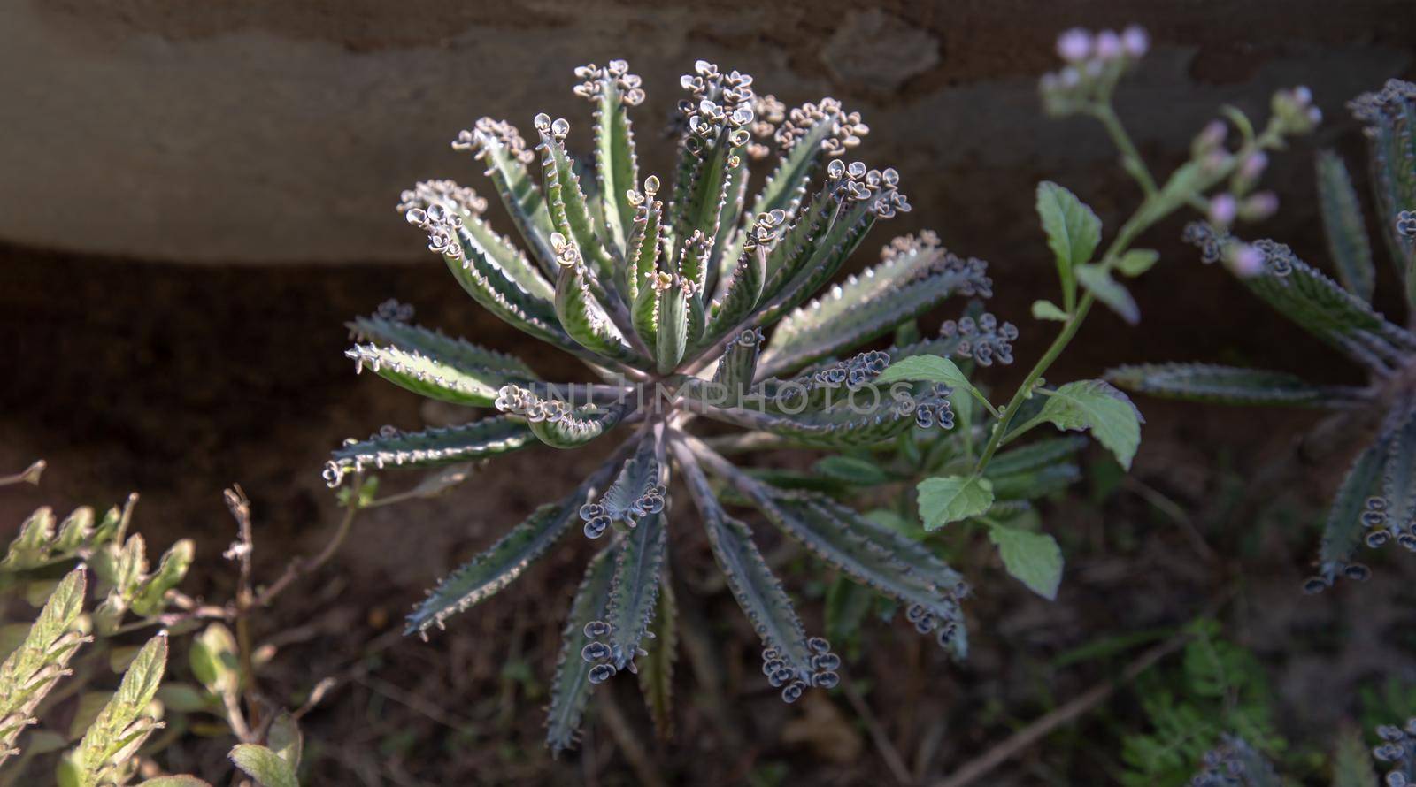 Small buds of Kalanchoe Delagoensis. The plant is also know as Mother of Millions, Devil's Backbone and Chandlier Plant.Selective focus.