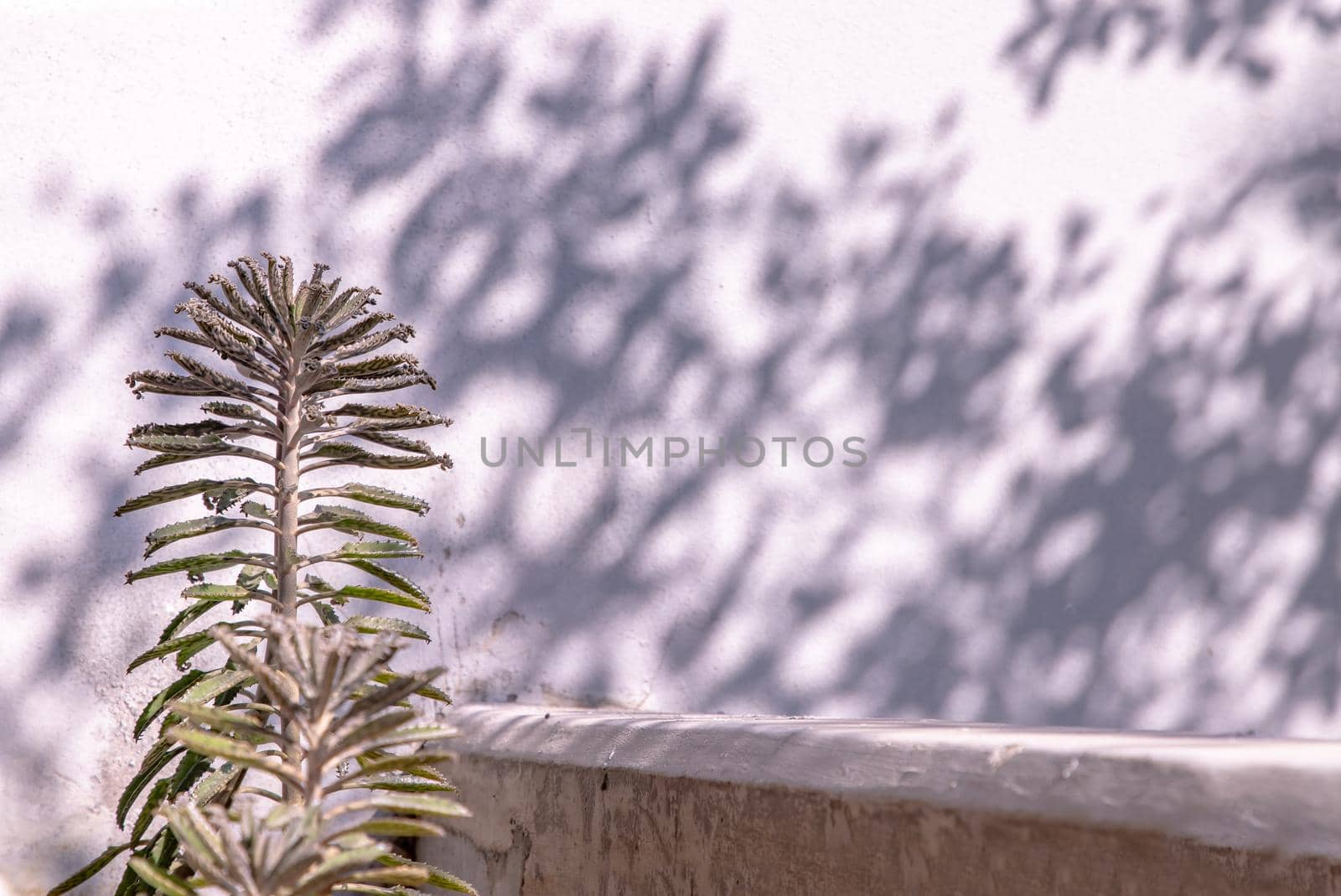Side view on Kalanchoe Delagoensis. The plant is also know as Mother of Millions, Devil's Backbone and Chandlier Plant. Copy space, Selective focus.
