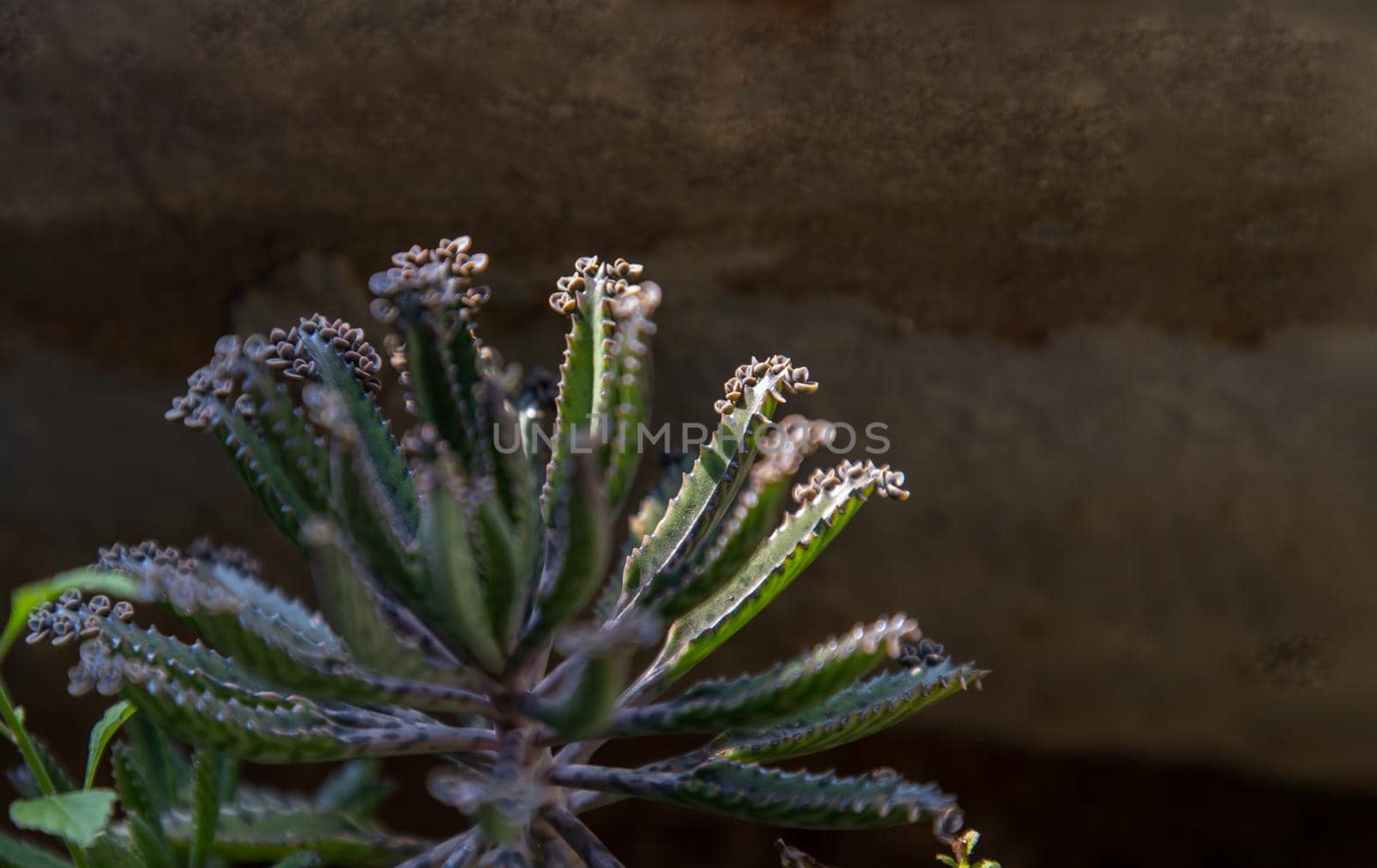 Closeup of view on Kalanchoe Delagoensis. The plant is also know as Mother of Millions, Devil's Backbone and Chandlier Plant. Copy space, Selective focus.