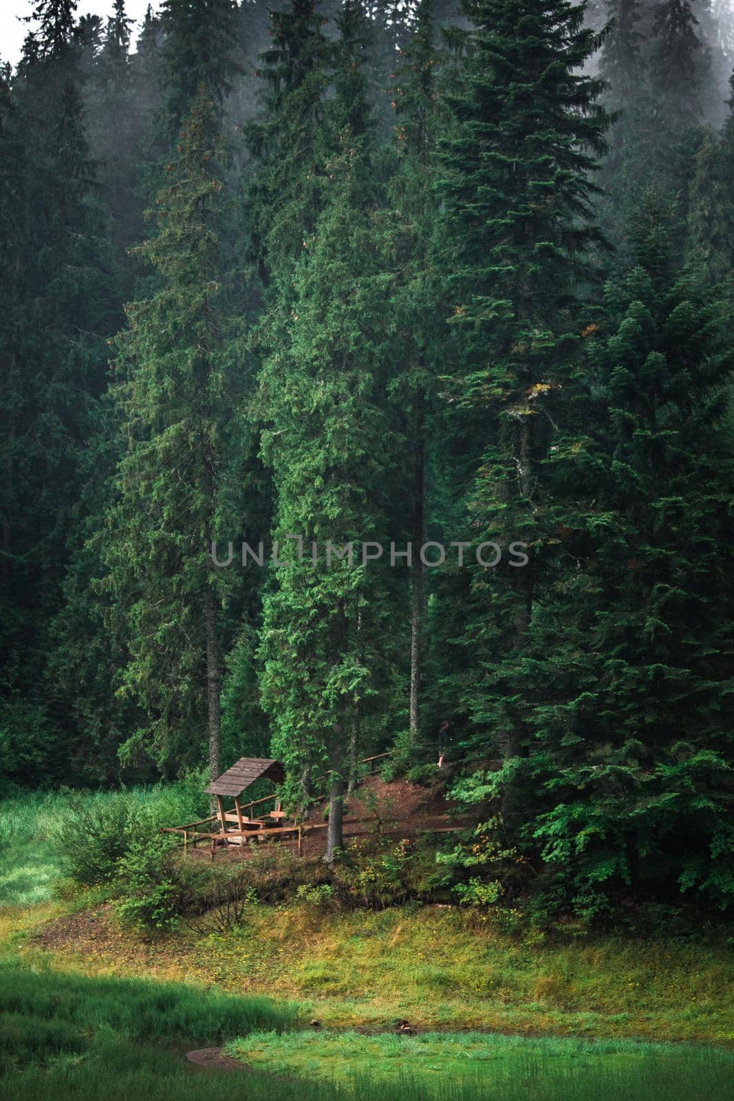 Wooden arbor in the wood among the ancient trees. Arbor in the forest near the swamp. A wooden gazebo in a clearing in the forest.