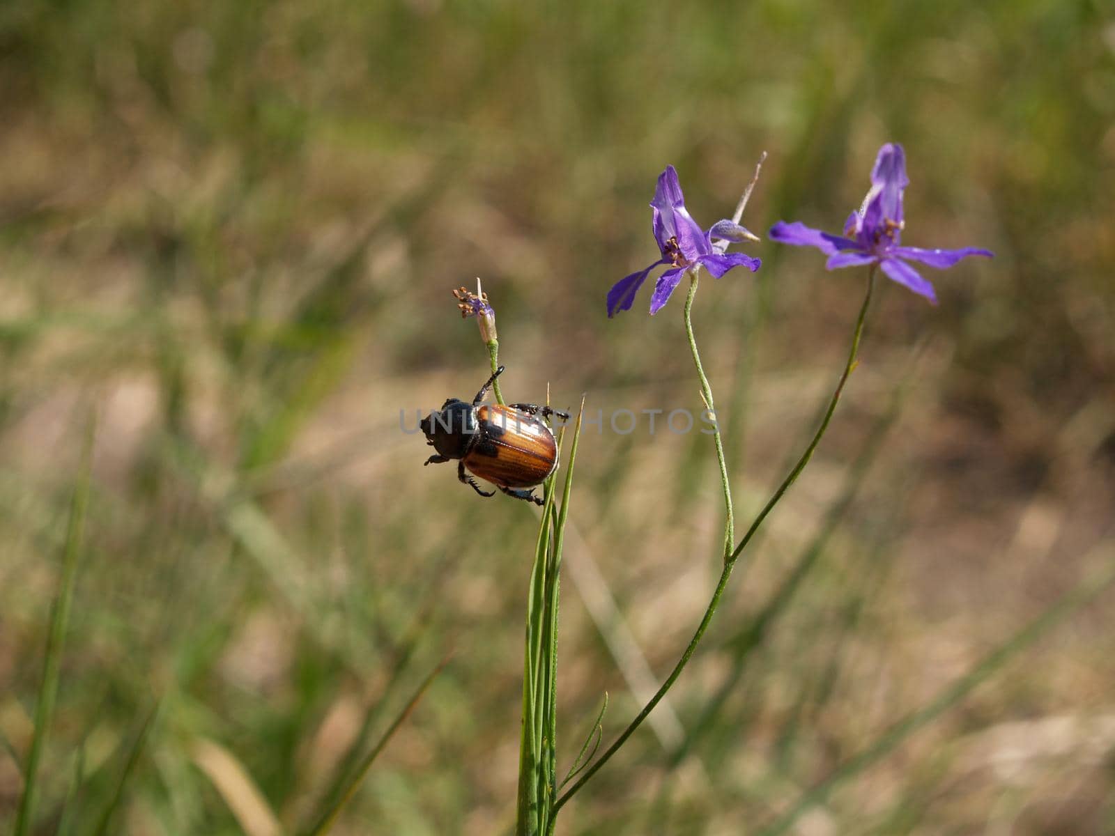 Anisoplia segetum. The beetle hangs on the stem of the flower. Beetle acrobat. The beetle holds onto the flower.