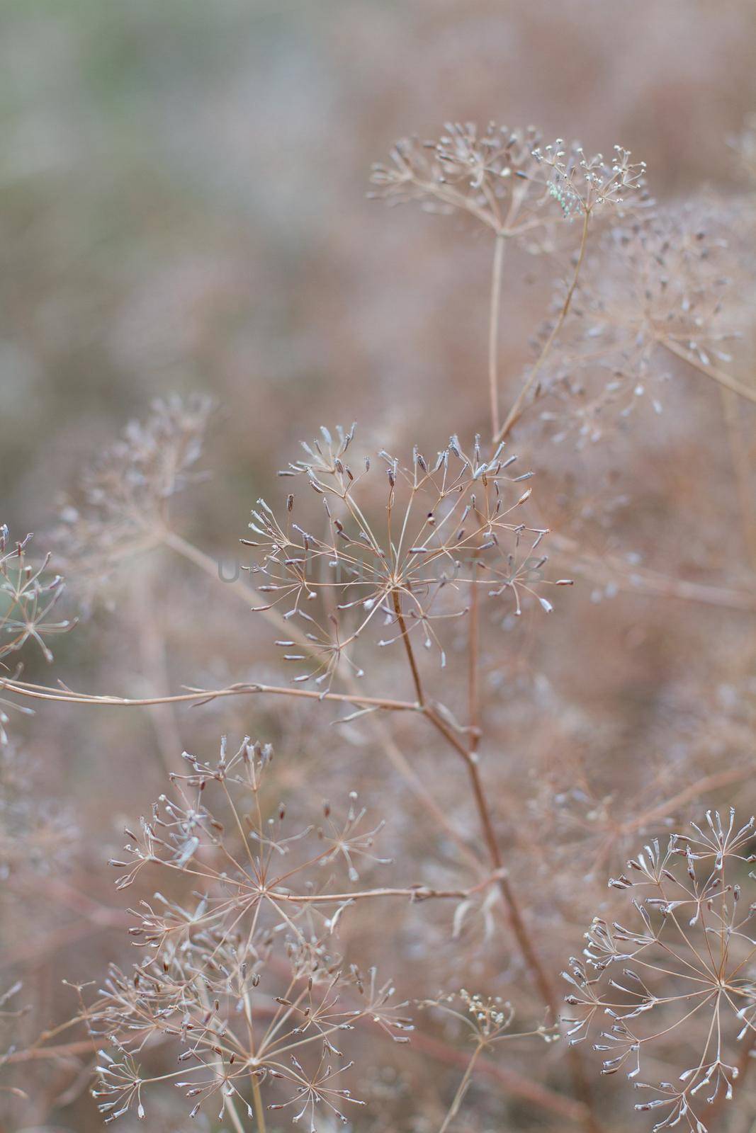 Closeup of dill umbrellas. Dill growing on the field background. Dry fennel umbrellas with seeds.  Shallow depth of field. by Jannetta