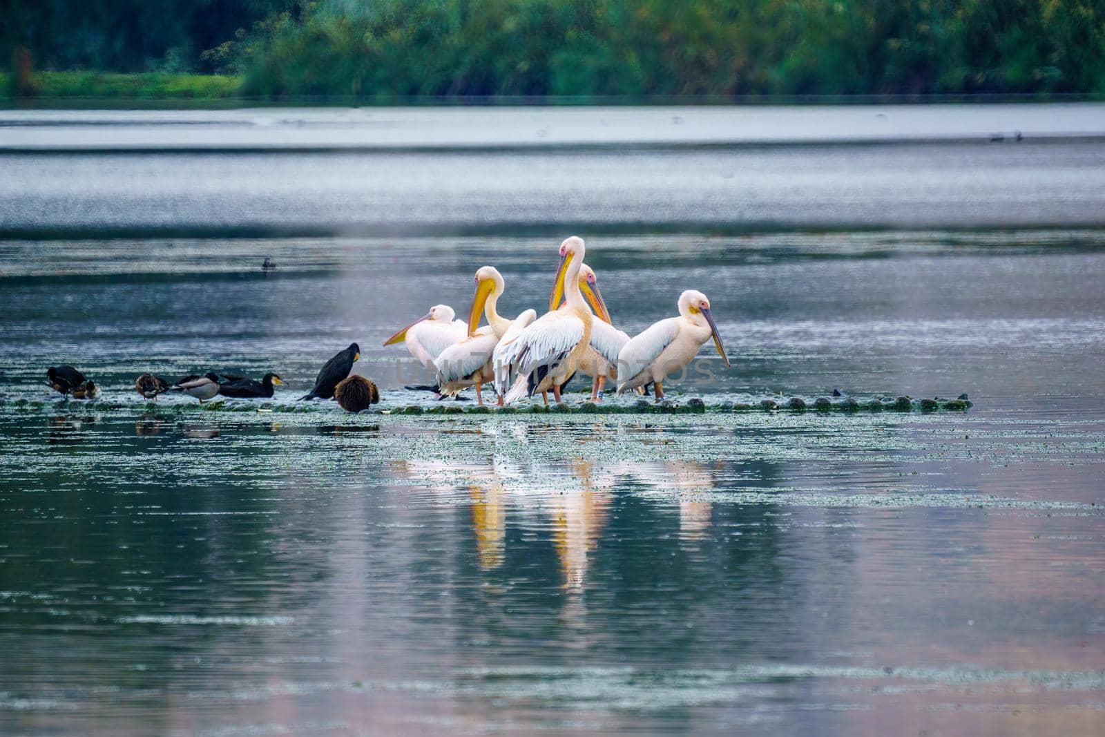 View of Pelicans, and other birds, in the Hula nature reserve, northern Israel
