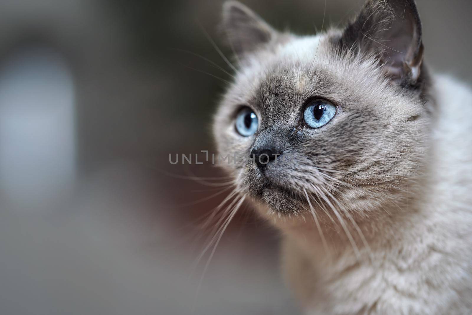 Older gray cat with piercing blue eyes, closeup detail, blurred background.