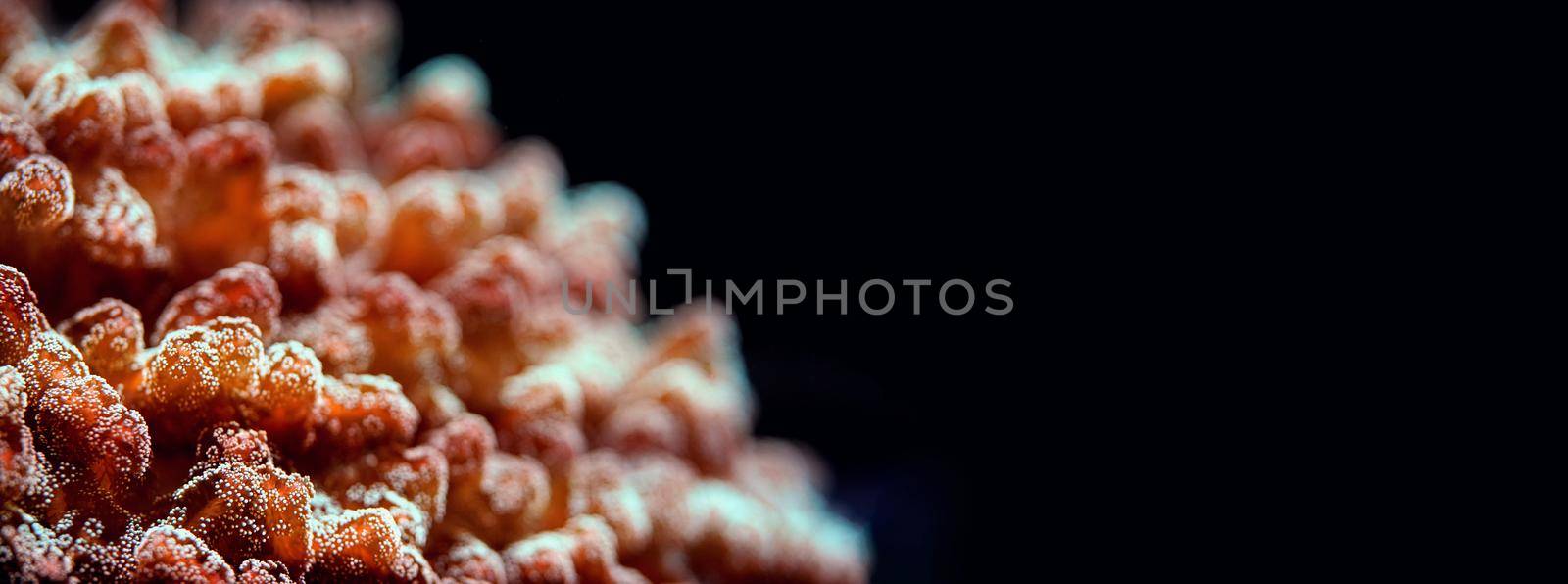 Underwater photo, close up of orange red coral emitting fluorescent light. Shallow depth of field photo - only few tentacles in focus, abstract marine background space for text right side by Ivanko