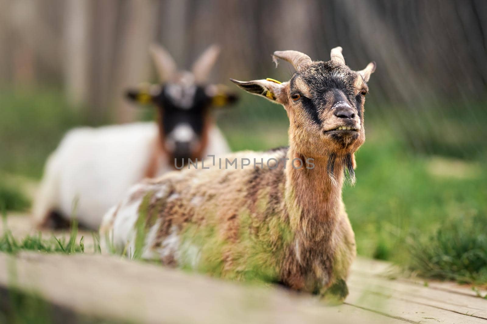 American Pygmy Cameroon goat resting on the ground, green grass near, another blurred animal background, closeup detail.