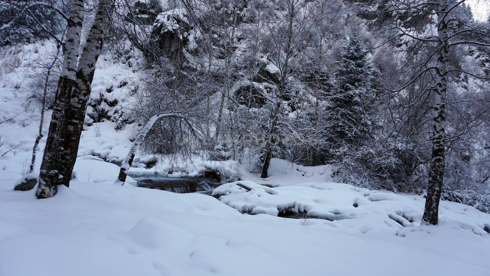 Mountain forest is completely covered with snow. by Passcal