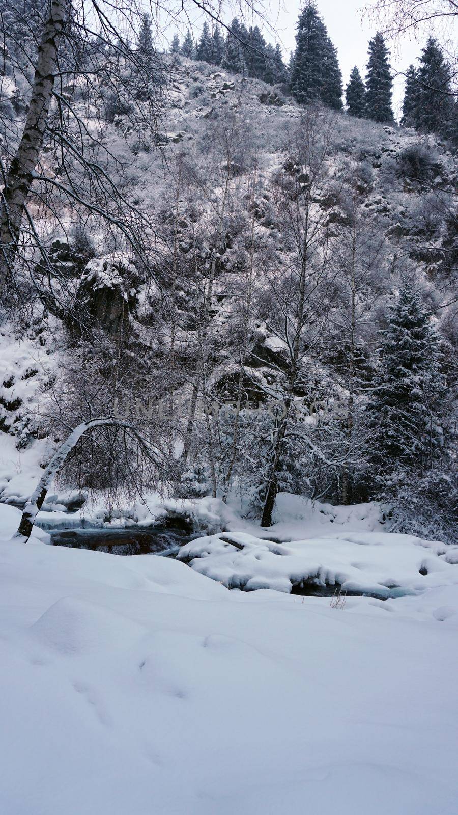 Mountain forest is completely covered with snow. by Passcal