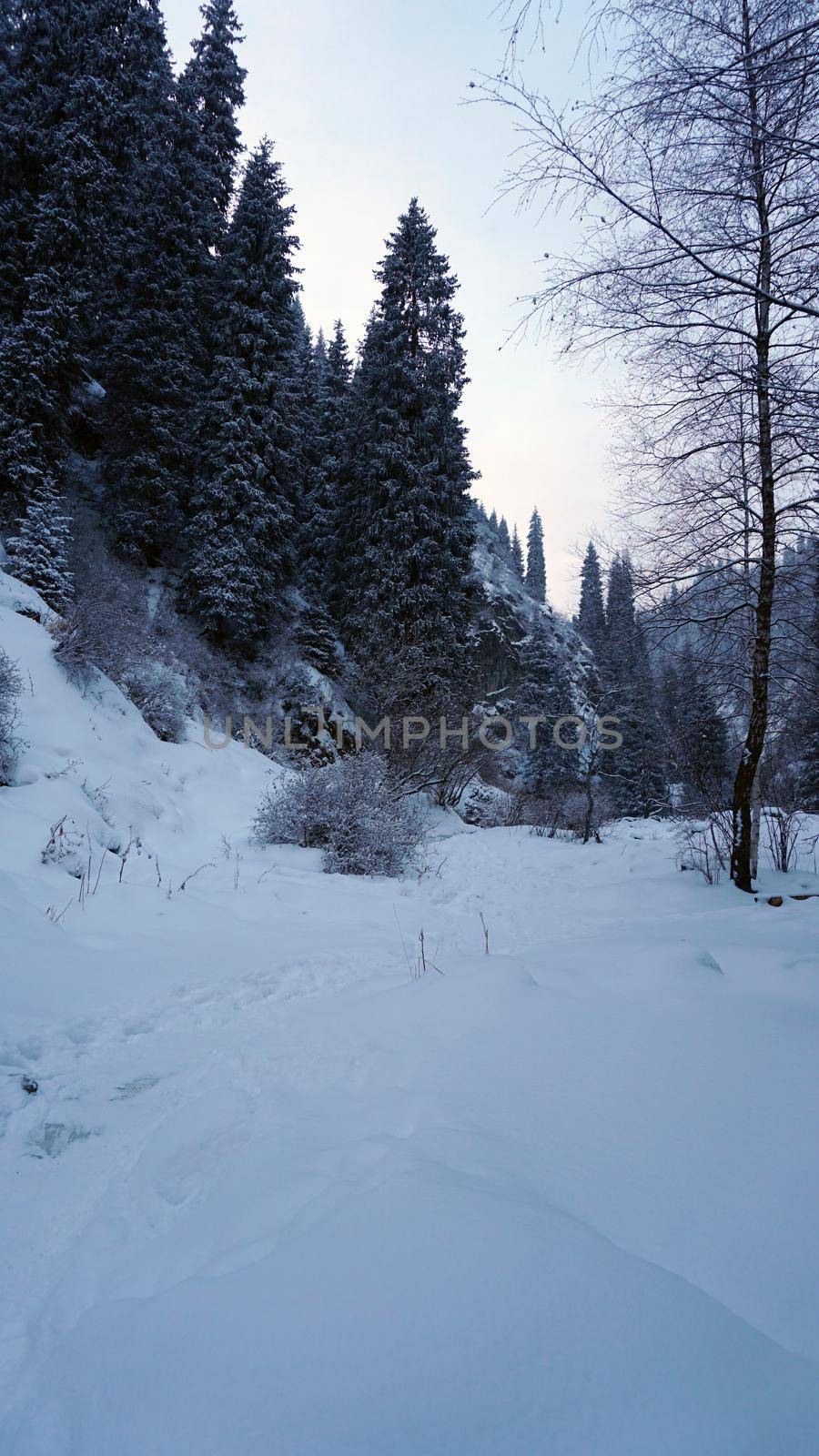 Mountain forest is completely covered with snow. by Passcal