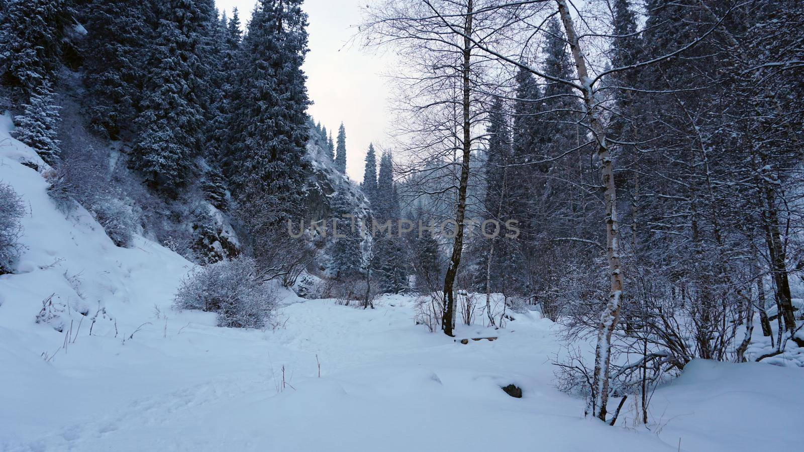 The mountain forest is completely covered with snow. The branches of trees and tall firs are all covered in snow. The steep slopes of the mountains, white snow. You can see path where people walked.