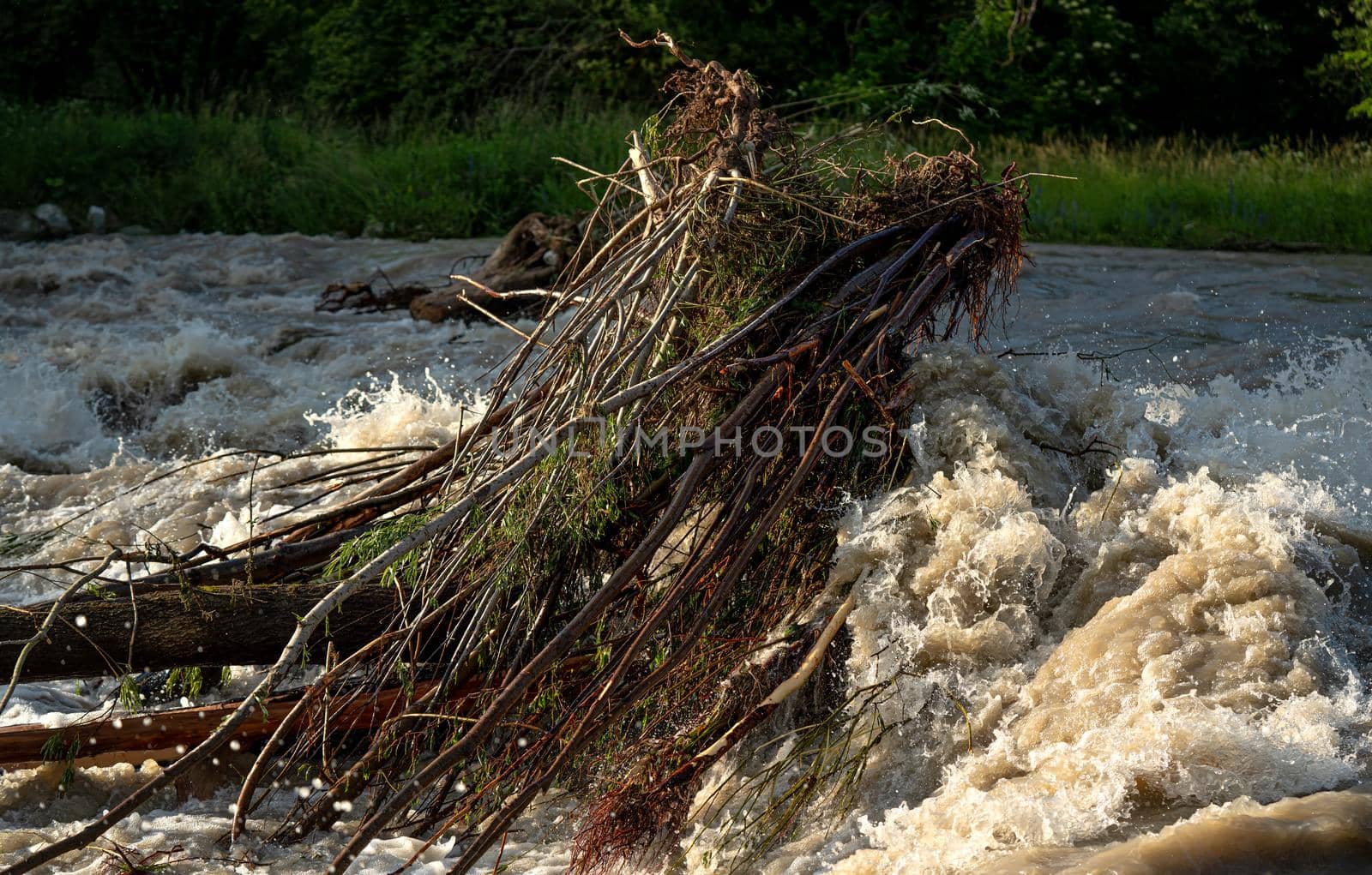 Sun shines on dirty flood water flowing rapidly in river, taking some small trees with roots by Ivanko